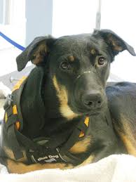 The best way of looking for this puppy is by checking out dog breeders who specialize in breeding doberman german shepherd offspring. One Rescued Dog One Inspiring Story M J The Shepherd Mix Overcomes Paralysis Distemper L A Unleashed Los Angeles Times
