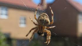 Spider Extermination Salt Lake City Utah Bug Busters