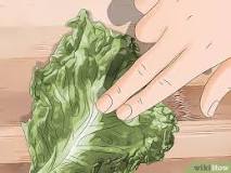 What does bad lettuce smell like?