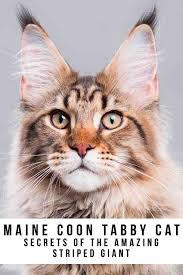 maine tabby cat secrets of an