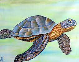 sea turtle i jw