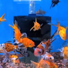 top 10 best goldfish in san leandro ca