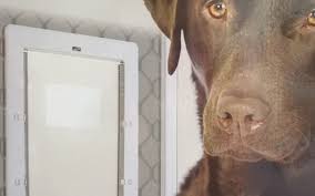 Large Dog Door For Screen Door