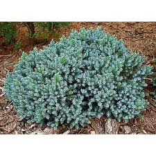 orchards 1 gal blue star juniper shrub turquoise and silver low maintenance dwarf conifer drought tolerant