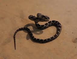 Basement Snake