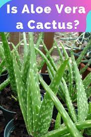 Find the perfect aloe cactus stock photo. Is Aloe Vera A Cactus Aloe Vera Types Of Succulents Aloe