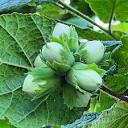 Hazelnuts: The Pride of Italy's Piemonte region | by Lisa Minucci ...