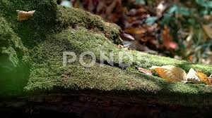 green moss on tree in autumn forest