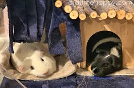 my ultimate guinea pig hay corner