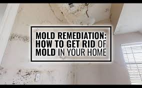 mold remediation how to get rid of