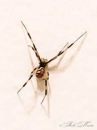 Spider Id Someone Said Juvenile Black Widow Latrodectus