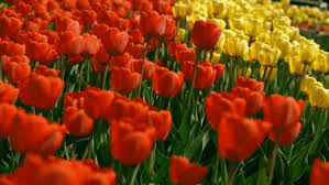 See related links to what you are looking for. Flowers Gifs Beautiful Bouquets Blossoming Buds