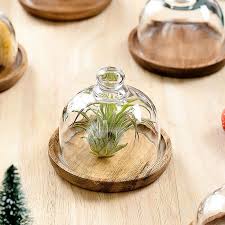 Mini Glass Dome With Base Wooden Cake