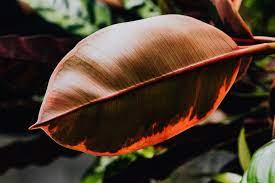 How To Clean Rubber Plant Leaves Osera