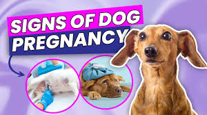 think your dog is pregnant here is how