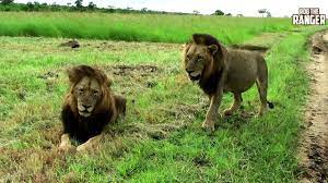 Archive Mapogo Lion Footage: Makulu Mapogo And Mr.T - YouTube