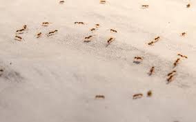 what are the signs of pest infestation