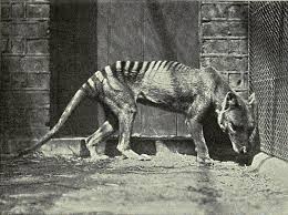 Most of the known thylacine vocalisations are those that were observed in captive animals, with the notable exception of the when david fleay was filming the last captive thylacine at the beaumaris zoo (qd), it is on record that the animal was hissing with its mouth wide. The Tasmanian Tiger May Not Be Extinct Mysterious Sightings Suggest