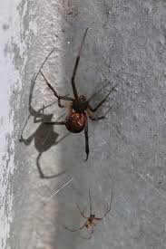 Many house spiders are killed because of this. Redback Spiders All You Need To Know Pestxpert