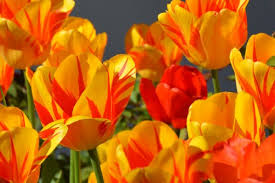 Tavaszi virágok - Ingyenes képek & Ingyenes képek - háttérképek ingyen -  PxHere