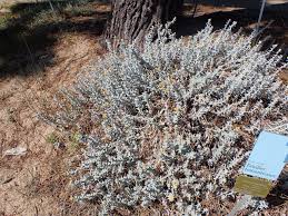 Otanthus maritimus (L.) Hoffmanns. & Link, Cottonweed (World flora ...