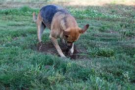 dog rips up lawn urinates on carpet