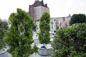 Rooftop Gardening Movement Mr Stacky