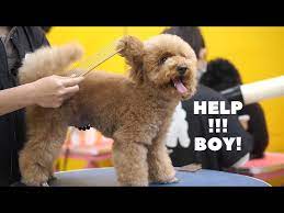 toy poodle grooming teddy bear cut