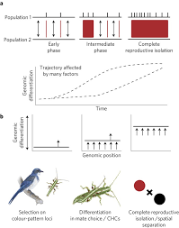 stick insect speciation