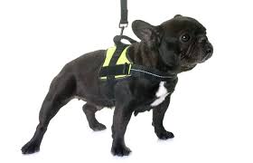 The french bulldog owner website works as a participant in the amazon services llc. 10 Best Harnesses For French Bulldogs 2021 Petstruggles