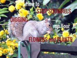 how to stop squirrels digging up your