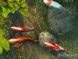 46 koi fish wallpapers