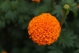22 types of orange flowers pictures