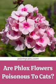 can cats eat phlox is phlox toxic to cats