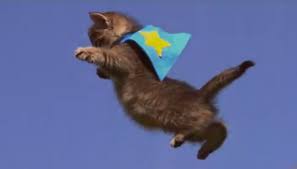 Image result for cat dressed as a fly