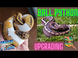 ball python breeding calculator you