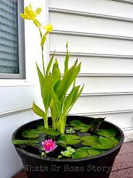 Mini Water Gardens On Your Deck