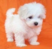 Looking for a maltese puppy or dog in seattle, washington? Maltese Pets And Animals For Sale Washington
