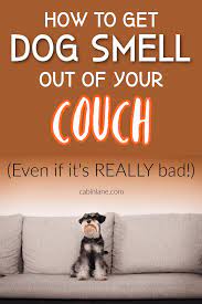 dog smell out of your couch