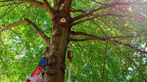 Trees make our environment look more appealing and give the home a here we care trimming working whit best tool get trees very good shape and we make sure we provide a host of tree services that include tree pruning, tree trimming, tree removal services, and. Get The Best Tree Trimming Services From Our Professional Arborists