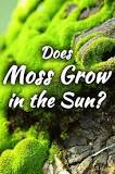 What moss grows in full sun?