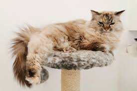 what s the best material for a cat tree