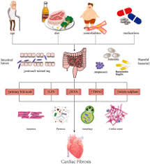 gut microbiota and myocardial fibrosis