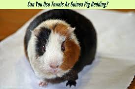 use towels as guinea pig bedding