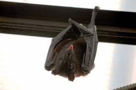 are bats dangerous capture