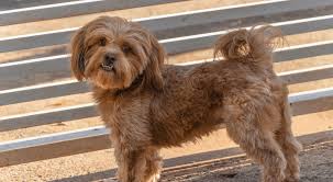 They are not considered 'yappers'. Shih Poo Everything You Need To Know Basic Care Training And Health