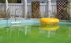how to get rid of algae in a pool the