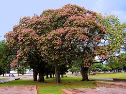 There was a board naming the species and it's native. Ceiba Speciosa Wikipedia