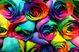 rainbow roses in fullerton ca