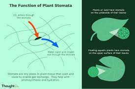 what is the function of plant stomata